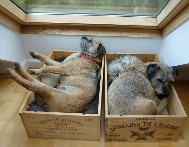 Mattie (left) and Tiggy, my constant companions in my office. They have a wine box each and show no interest in my writing whatsoever.