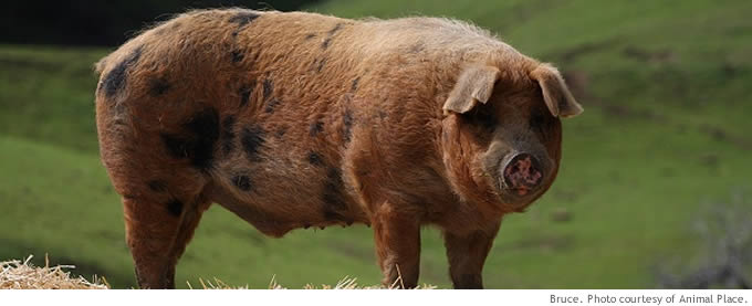 pigs_main